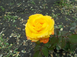  Blooming rose in the park