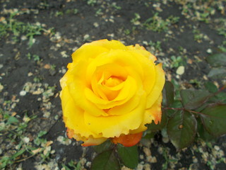  Blooming rose in the park