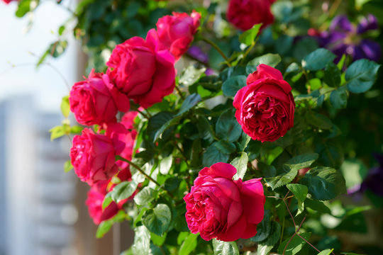 「ピエール」の写真素材 115件の無料イラスト画像 Adobe Stock