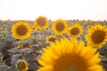 Obraz premium beautiful sunflowers field in Zaragoza Spain