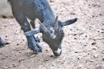 Fototapeta premium little black goat in closeup