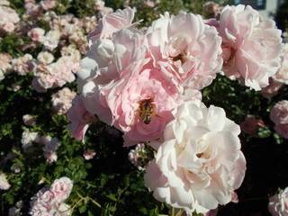  Blooming rose in the park