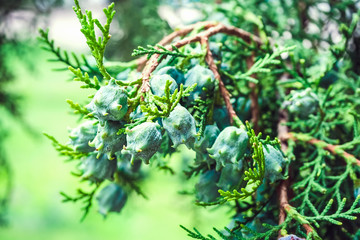 young cones on a thuja branch close-up