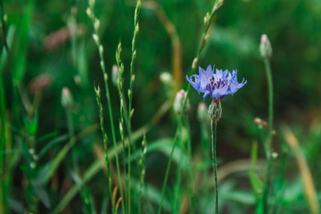 Blue cornflower on a background of grass
