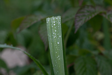  waterlily