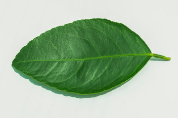 Isolated leaves on the white background.