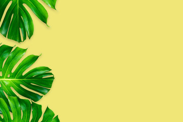 monstera leaves isolated on yellow color background