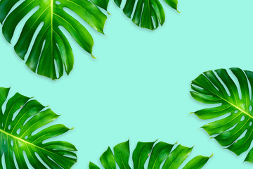monstera leaves isolated on blue background