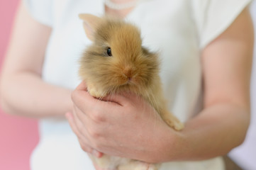 baby brown rabbit on hand of woman who wear white shirt
