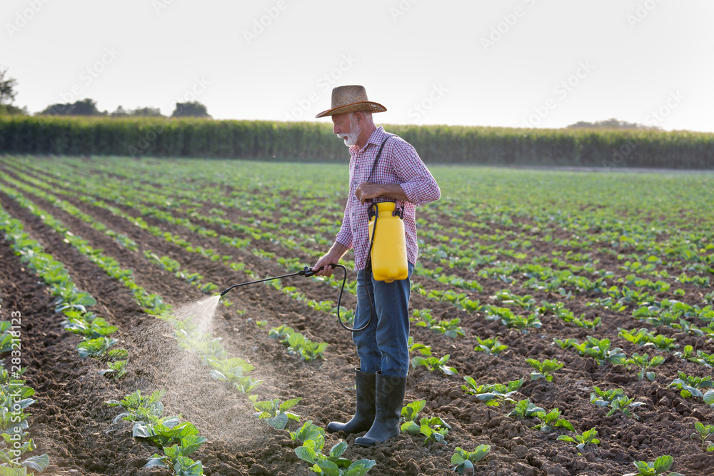 Sticker farmer spraying cabbage field