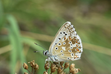 Obraz na płótnie Canvas Small blue butterfly, Polyommatus coridon, in nature Chalkhill Blue butterfly or Lysandra coridon 