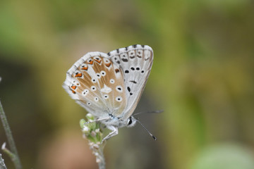 Small blue butterfly, Polyommatus coridon, in nature Chalkhill Blue butterfly or Lysandra coridon 