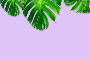 Fototapeta na wymiar monstera leaves isolated on purple color background