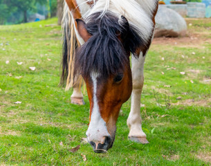 A horse grazing on the grass by the river
