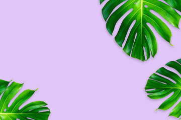 monstera leaves isolated on purple color background