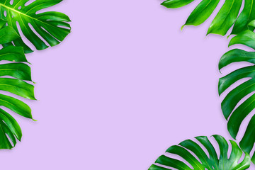 Fototapeta na wymiar monstera leaves isolated on purple color background
