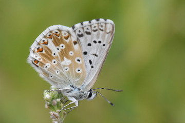 Fototapeta na wymiar Small blue butterfly, Polyommatus coridon, in nature Chalkhill Blue butterfly or Lysandra coridon 