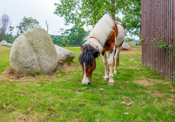 A horse grazing on the grass by the river