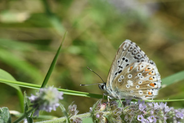 Fototapeta na wymiar Small blue butterfly, Polyommatus coridon, in nature Chalkhill Blue butterfly or Lysandra coridon 