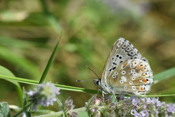 Small blue butterfly, Polyommatus coridon, in nature Chalkhill Blue butterfly or Lysandra coridon 