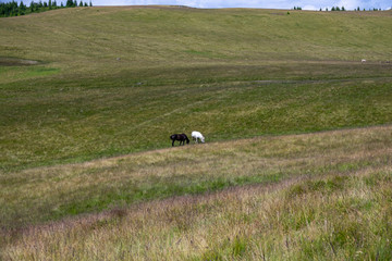 herd of horses grazing on a summer green meadow.
