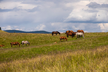 herd of horses grazing on a summer green meadow.