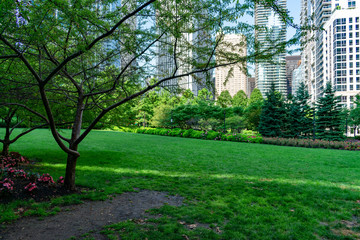 Grass and Trees with Skyscrapers at the Lake Shore East Park in Chicago