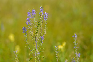 Veronica longifolia, grassy plant with a high stem and blue flowers