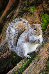 squirrel eating nut