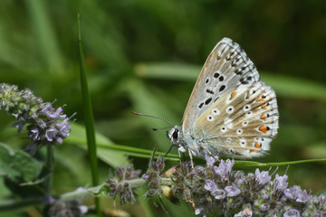 Small blue butterfly, Polyommatus coridon, in nature Chalkhill Blue butterfly or Lysandra coridon 