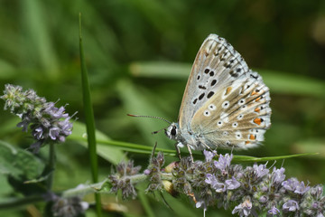 Obraz na płótnie Canvas Small blue butterfly, Polyommatus coridon, in nature Chalkhill Blue butterfly or Lysandra coridon 
