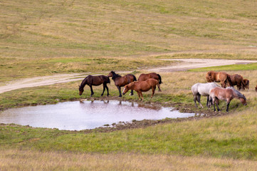 herd of horses grazing on a summer green meadow.