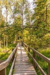 wooden footbridge through the swamp.