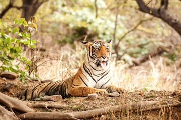 Wild Bengal Tiger (Panthera Tigris Tigris) having rest during hot day in its natural habitat.Ranthambore National Park, Rajasthan, India, endangered species, big beautiful cat