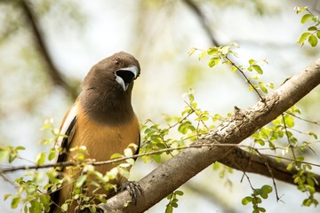 The rufous treepie (Dendrocitta vagabunda) sitting on branch and screaming, native to the Indian Subcontinent, wildlife bird photography, clear background