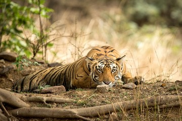 Fototapeta na wymiar Wild Bengal Tiger (Panthera Tigris Tigris) having rest during hot day in its natural habitat.Ranthambore National Park, Rajasthan, India, endangered species, big beautiful cat