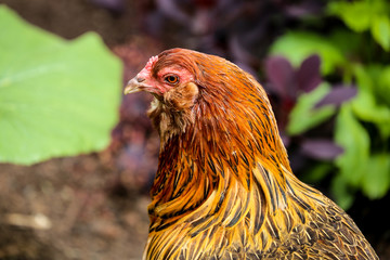 hen 