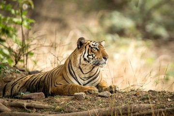 Wild Bengal Tiger (Panthera Tigris Tigris) having rest during hot day in its natural habitat.Ranthambore National Park, Rajasthan, India, endangered species, big beautiful cat