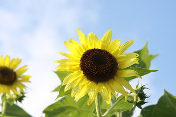 Sunflower on a Blue Sky 