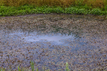 Swamp. Water surface overgrown with duckweed.