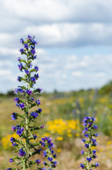 Obraz premium Blueweed flowers close up with a yellow background