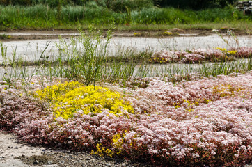 Obraz premium White and yellow stonecrop wildflowers