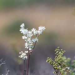 Dropwort summer flower close up