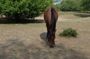 Konie na pastwisku © Ewa