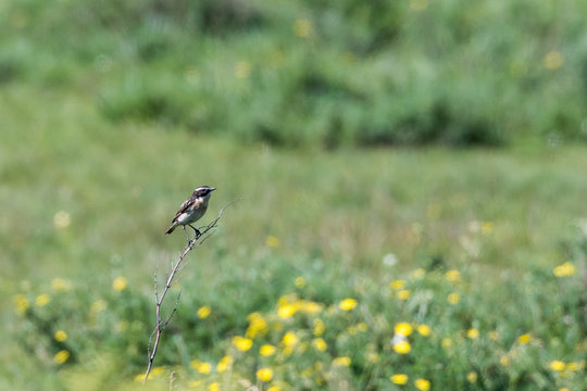 Male Winchat, Saxicola rubera, sitting on a twig with a green natural blurred background