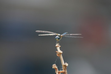 Dragonfly 