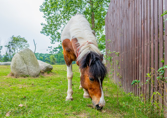 A horse grazing on the grass by the river