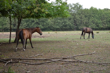 Konie na pastwisku © Ewa