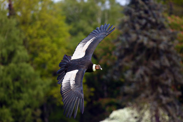 The Andean condor (Vultur gryphus) flies with green trees in the background. Big predator flying in green.