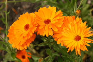 yellow flowers in the garden
